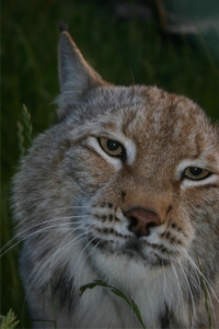 Luchs_Futter